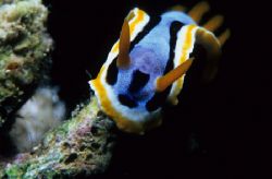 face to face,wakatobi 2004,F90+105mm+close up by Marco Wannenmacher 